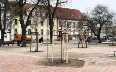 Neue Bäume für Werder: 22 Pflanzungen im Stadtgebiet