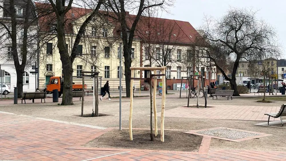 Neue Bäume für Werder: 22 Pflanzungen im Stadtgebiet