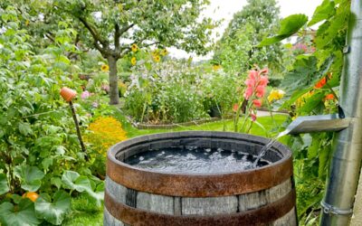 Regenwasser im Blick