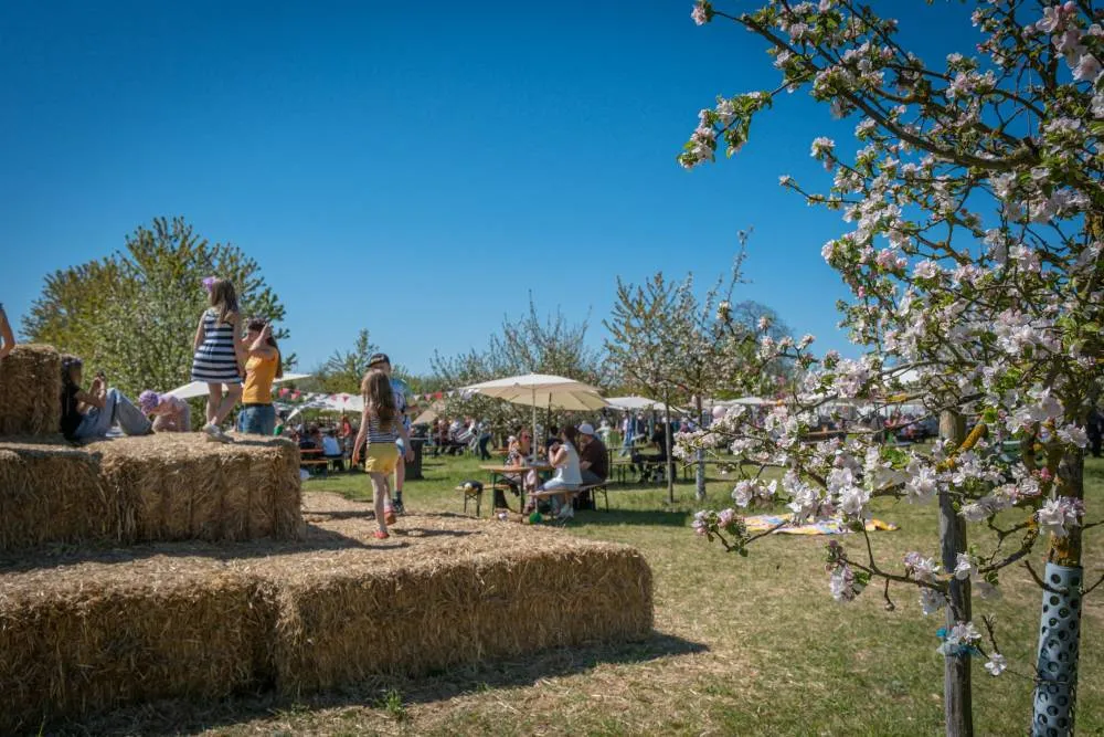 Sonne, Blüte, volle Stadt
